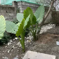 گل بابا آدم ۵ بوته