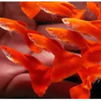 انواع ماهی زینتی|ماهی|تویسرکان, |دیوار