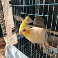 فروش عروس هلندی