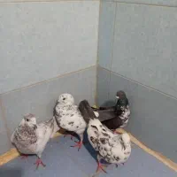 کبوتر برشی