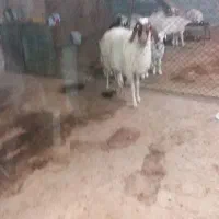 قیمت کیلو ۳۵۰/۰۰۰|حیوانات مزرعه|قلعه شاهین, |دیوار