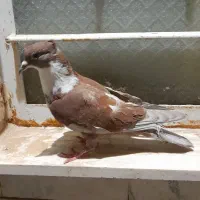 کفتر گمشده|حیوانات|بیرجند, |دیوار