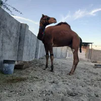 شتر ۶سال جمازی درجه یک