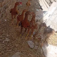 جوجه محلی