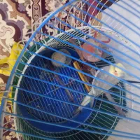 یک عروس هلندی دست آموز نر|پرنده|میاندوآب, |دیوار