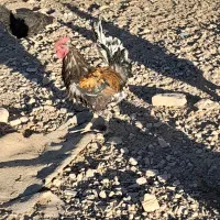 خروس|حیوانات مزرعه|شیراز, شهرک امیر کبیر|دیوار