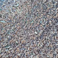 خوراک دام و طیور