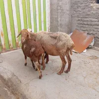 گوسفند بره دار دوقلو