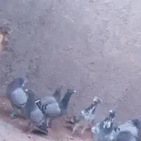 دسته کبوتر|پرنده|تربت جام, پارک جنگلی|دیوار