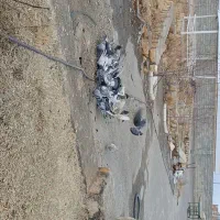 کبوتر|حیوانات|مراغه, |دیوار