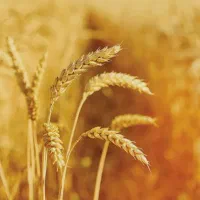 گندم اصلاح شده از نوع فرین