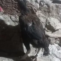 قناری