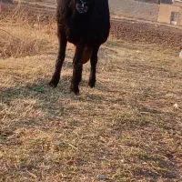 بره قوچ.|حیوانات مزرعه|باروق, |دیوار