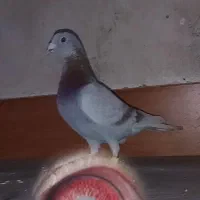 2جفت مولد|پرنده|مینودشت, |دیوار