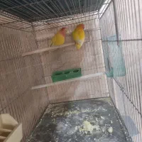 فنچ مرغ عشق پروانه ای عروس هلندی طوطی کتوله|پرنده|کرمان, |دیوار