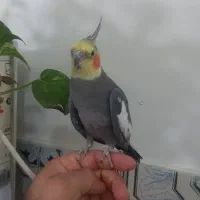 طوطی عروس بسیار جوان و بازیگوش