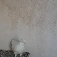 چندتا گرفتنی