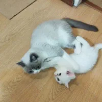 پیشی بریتیش نر سه ماهه و انگل تراپی شده|گربه|تهران, شهید اسدی|دیوار