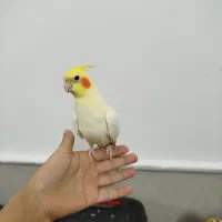 عروس هلندی