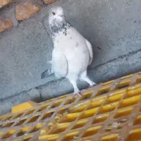 یک عدد ماده گره گشتی رومشکان