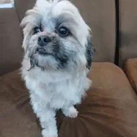 سگ نژاد شیدزو فلت|سگ|اهواز, منبع اب|دیوار