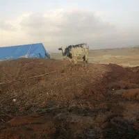 گاو با گوساله|حیوانات مزرعه|فراشبند, |دیوار