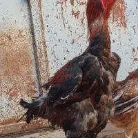 جوجه لاری