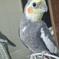 عروس هلندی نر و ماده