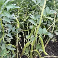 نیاز به کارگر جمع کردن باقلا دارم