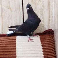 500|پرنده|رامهرمز, |دیوار