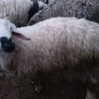 بره نر|حیوانات مزرعه|سربیشه, |دیوار