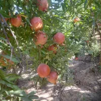 فروش محصول باع انار