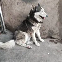 سگ ماده هاسکی|سگ|تهران, دریا|دیوار