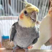 یه جفت عروس هلندی عاشق فقط۱۶۰۰