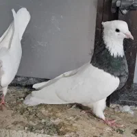 طوق کرمانی|پرنده|سی‌سخت, |دیوار