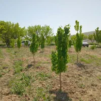 باغ فروشی نرسیده به بجنوردماشین رو