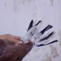 کفتر نر سرخ دم سزور|پرنده|قم, آزادگان|دیوار