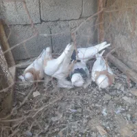 ۵عددطوقی پرپا