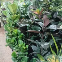 خدمات باغبانی هرس کاری کل کاری تمام نقاط تهران|خدمات باغبانی و درختکاری|تهران, صادقیه|دیوار