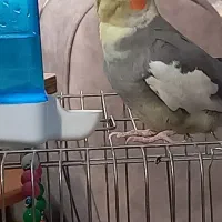 پرنده گم شده|حیوانات|قم, حاج خلیل|دیوار