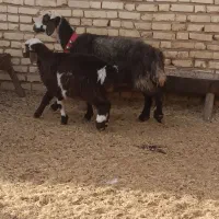 میش بره دار جوان