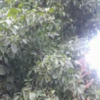 گردو تکون هستم