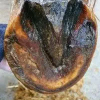 سم تراشی و شاخ بری گاو و گوساله