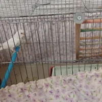 مرغ عشق نر|پرنده|کرمانشاه, |دیوار