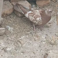 کبوتر شکار|پرنده|مبارکه, |دیوار