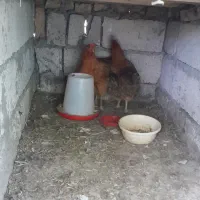 مرغ خانگی تخم گذار روستایی