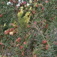 هلو درجه یک