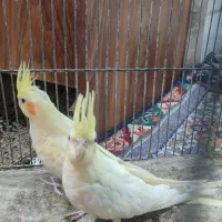 عروس هلندی|پرنده|زاهدان, |دیوار