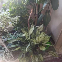 گل آپارتمانی|گل و گیاه طبیعی|پاکدشت, شهرک امام رضا|دیوار