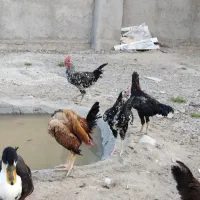 تعدادی جوجه خروس شروایی